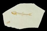 Jurassic Fossil Fish (Orthogoniklethrus) - Solnhofen Limestone #139362-1